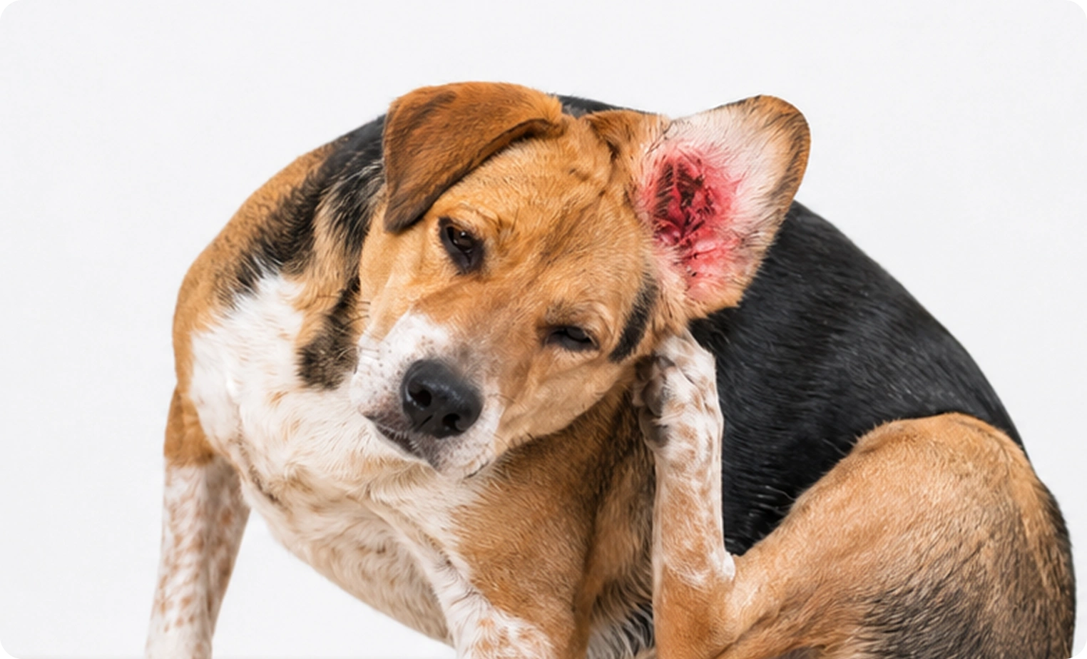 Outer Ear Infection (Otitis Externa)
